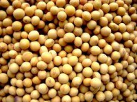 Poroto de soja